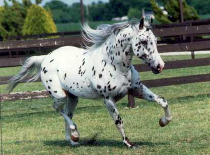 Appaloosa (2)