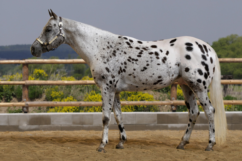 Appaloosa (5)