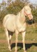 Achaltekinský kůň (1)