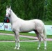 Achaltekinský kůň (3)