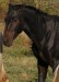 Achaltekinský kůň (4)
