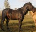 Achaltekinský kůň (5)