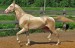 Achaltekinský kůň (6)