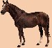 Angloarabský kůň (1)