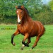 Angloarabský kůň (6)