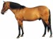 Berberský kůň (3)