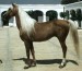 Berberský kůň (5)