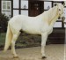 Berberský kůň (7)