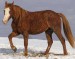 Baškirský kůň (3)