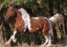 Baškirský kůň (4)