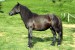 Baškirský kůň (5)
