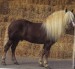 Buďonovský kůň