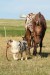 Coloradský rančerský kůň 3